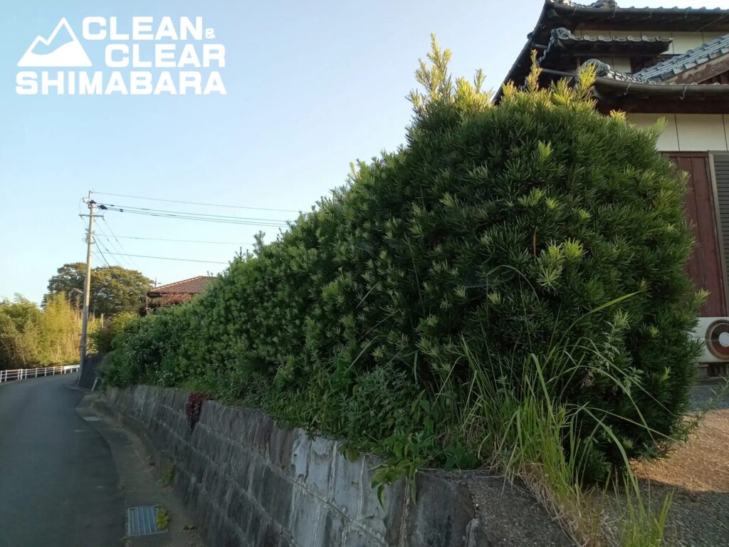 島原市有明町よりお庭の草刈りと生垣の剪定のご依頼をいただきました。ビフォー