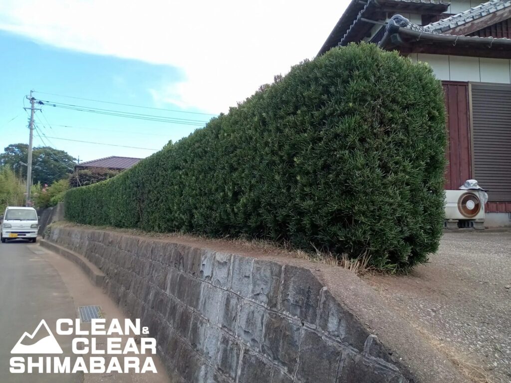 島原市有明町より草刈りと剪定の事例