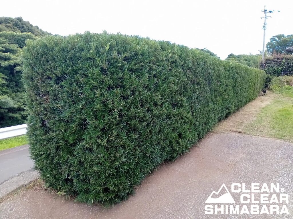 島原市有明町より草刈りと剪定の事例