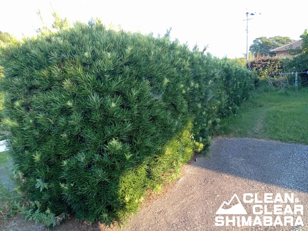 島原市有明町よりお庭の草むしりと生垣の剪定のご依頼をいただきました。ビフォー