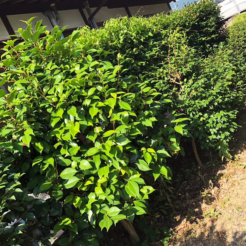島原市森岳地区での雑草対策（草刈り・草むしり）・剪定のご依頼。ビフォー