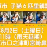 【里親募集】仔猫6匹 長崎県 南島原市 口之津町宮崎鼻 無人野菜販売所 平 隣 8月2日（土）9時～11時