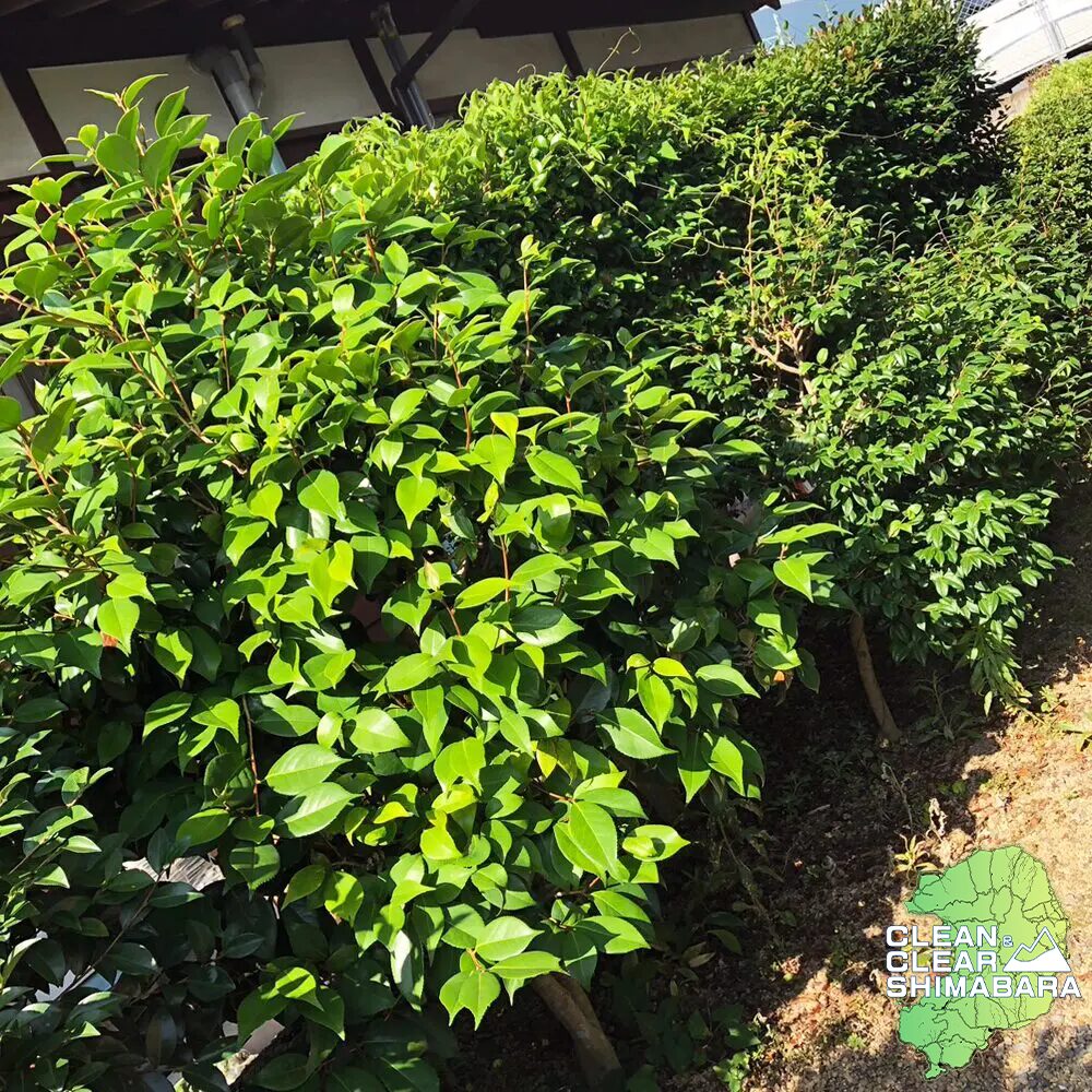 島原市森岳地区での雑草対策（草刈り・草むしり）・剪定のご依頼。ビフォー