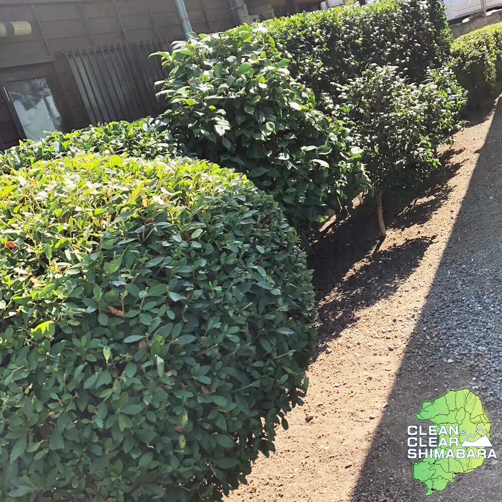 島原市森岳地区での雑草対策（草刈り・草むしり）・剪定のご依頼。アフター
