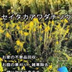 セイタカアワダチソウ クリーン＆クリア島原