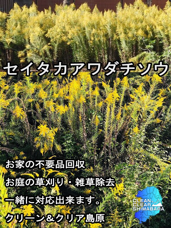 セイタカアワダチソウ クリーン＆クリア島原